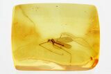 Fossil Crane Fly (Limoniidae) In Baltic Amber #346621-1